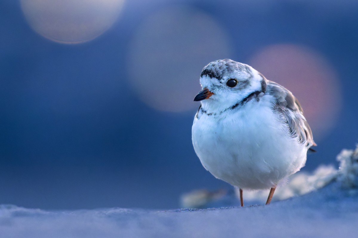 Piping Plover - ML621876457