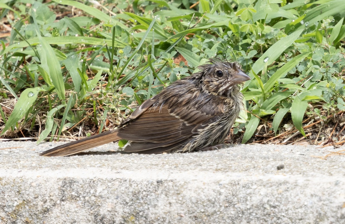 Song Sparrow (melodia/atlantica) - ML621876471