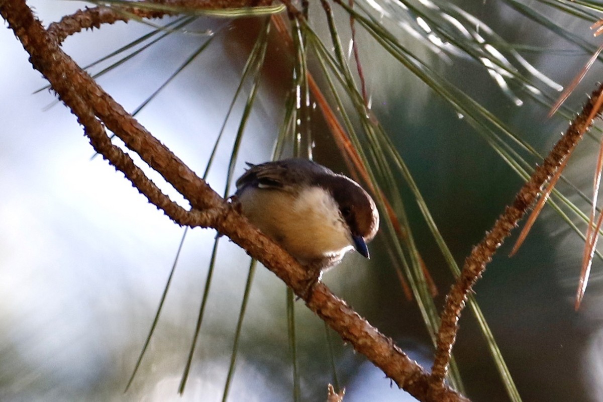 Brown-headed Nuthatch - ML621876505