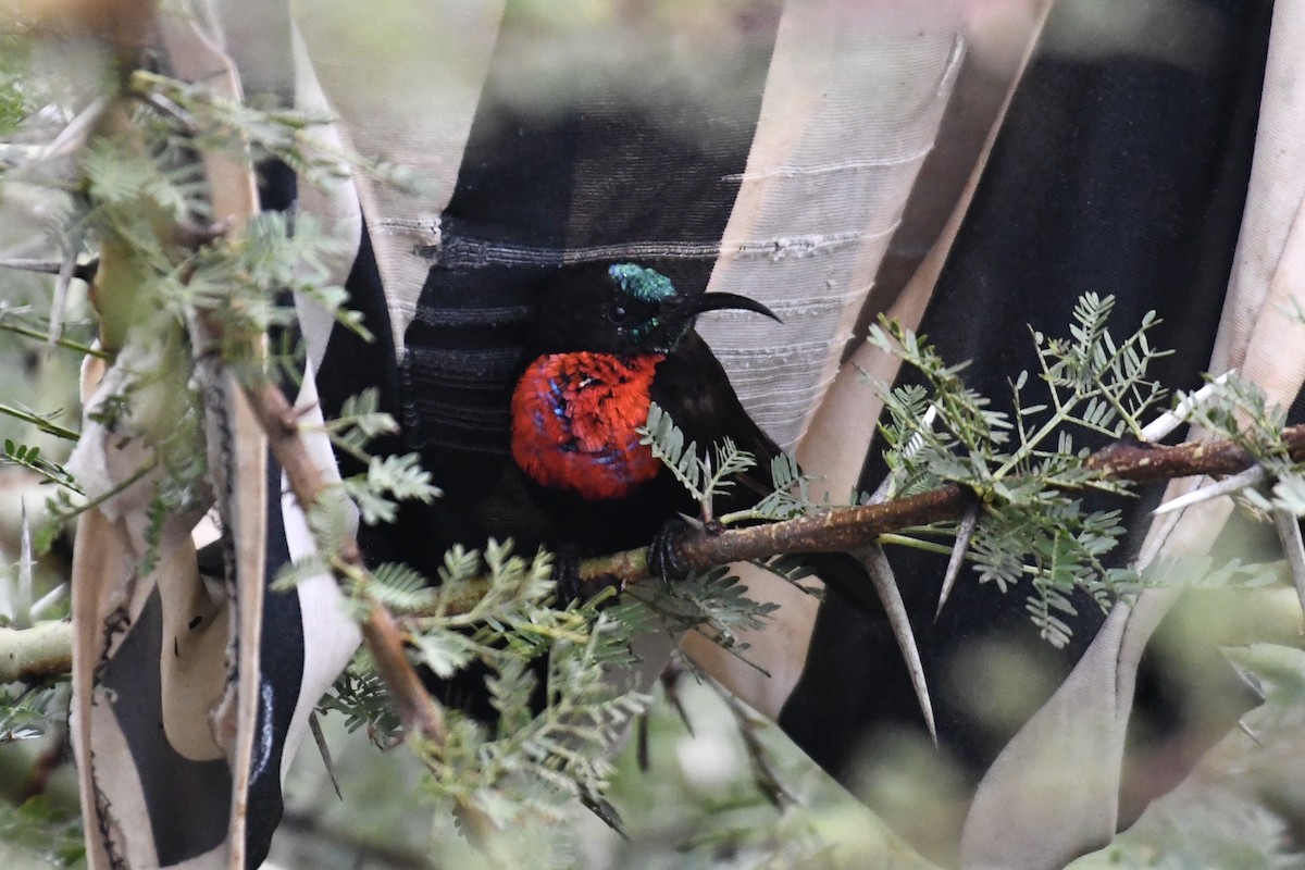 Scarlet-chested Sunbird - Tim Healy