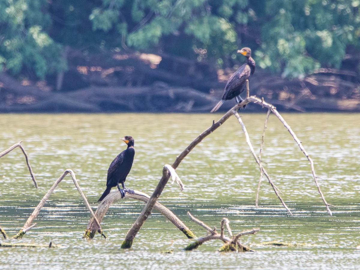 Double-crested Cormorant - ML621876594