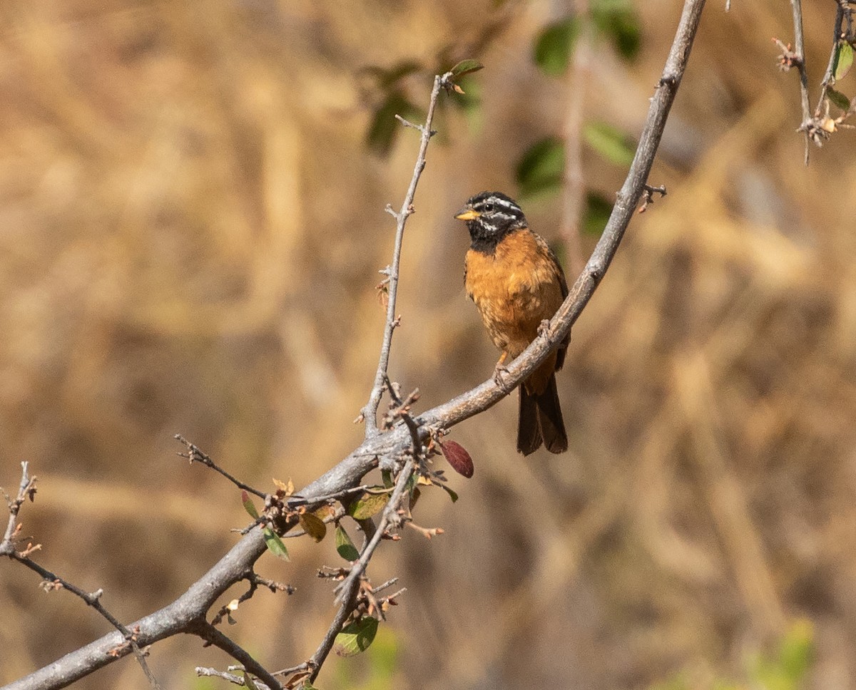 Cinnamon-breasted Bunting - ML621876641