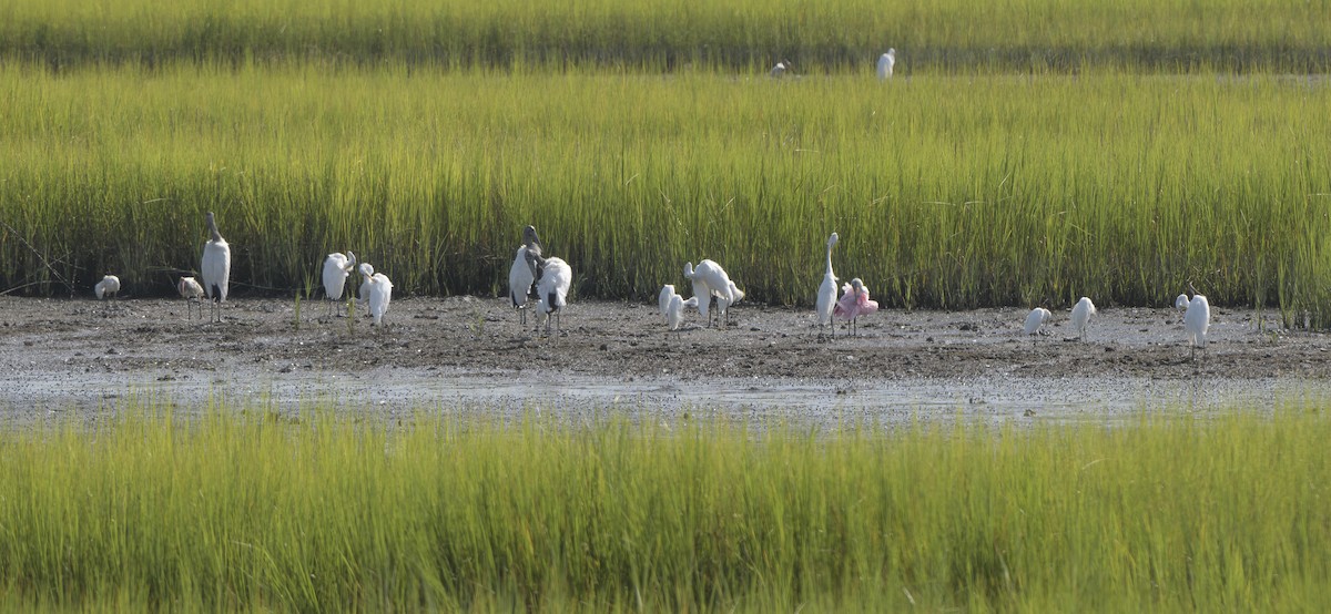 Wood Stork - ML621876644