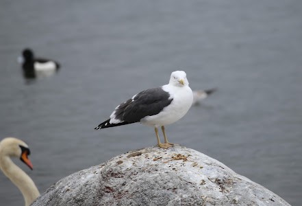 Gaviota Sombría - ML621876661