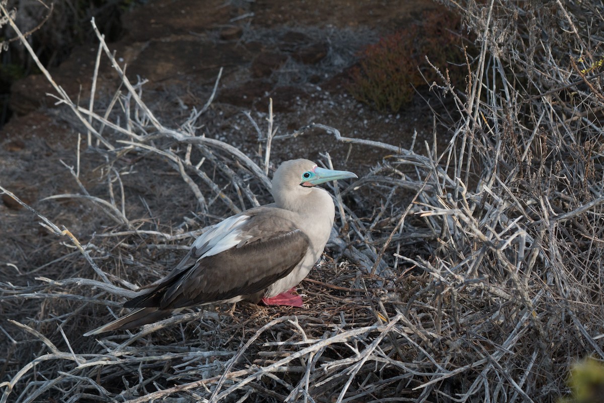 Red-footed Booby - ML621876676