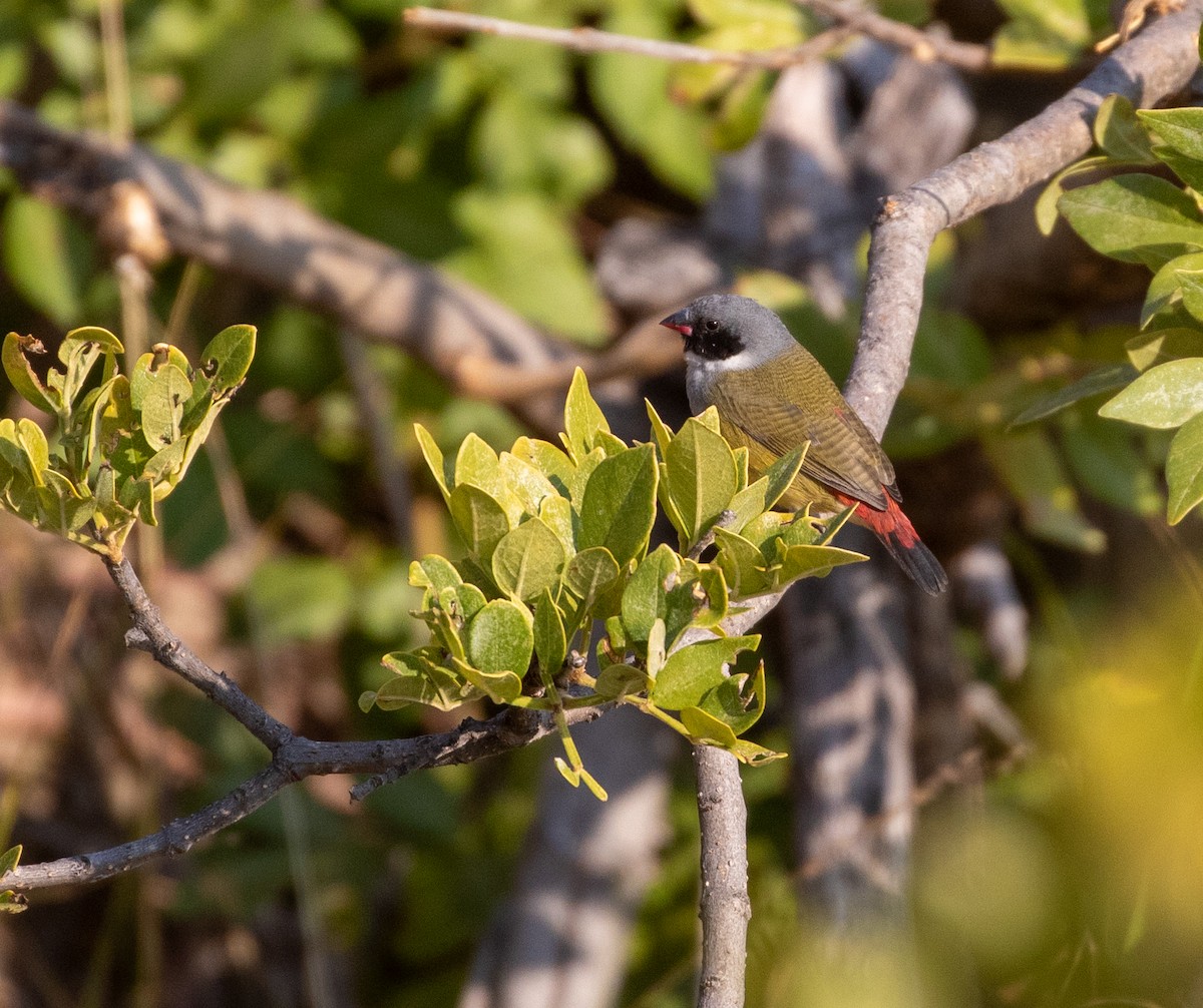 Angola Waxbill - ML621876707