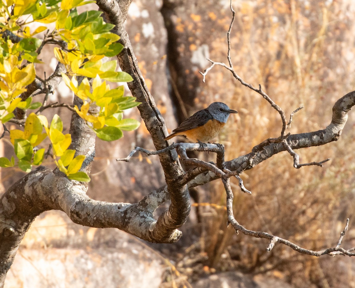 Miombo Rock-Thrush - ML621876720