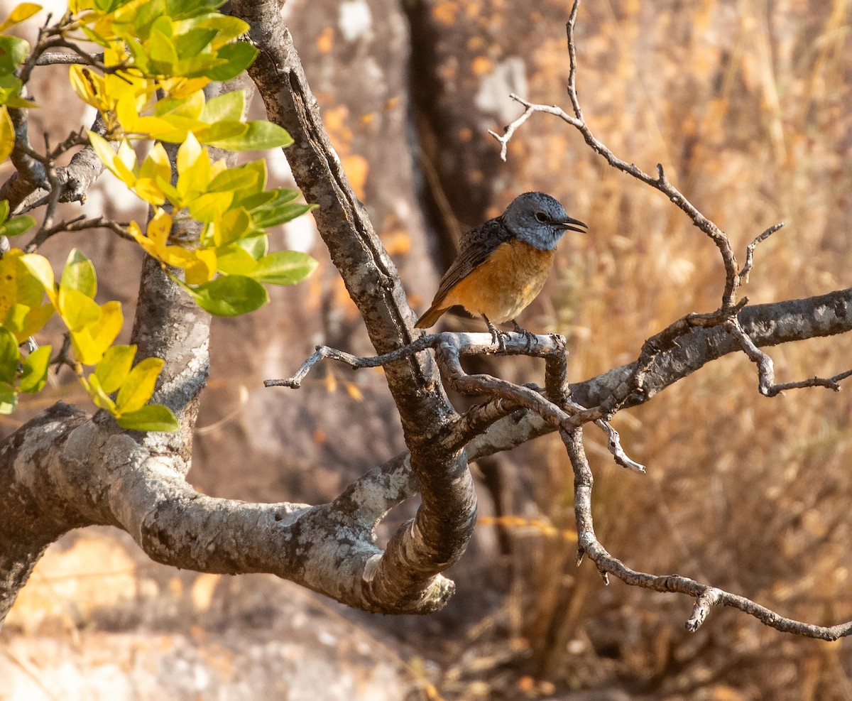 Miombo Rock-Thrush - ML621876722