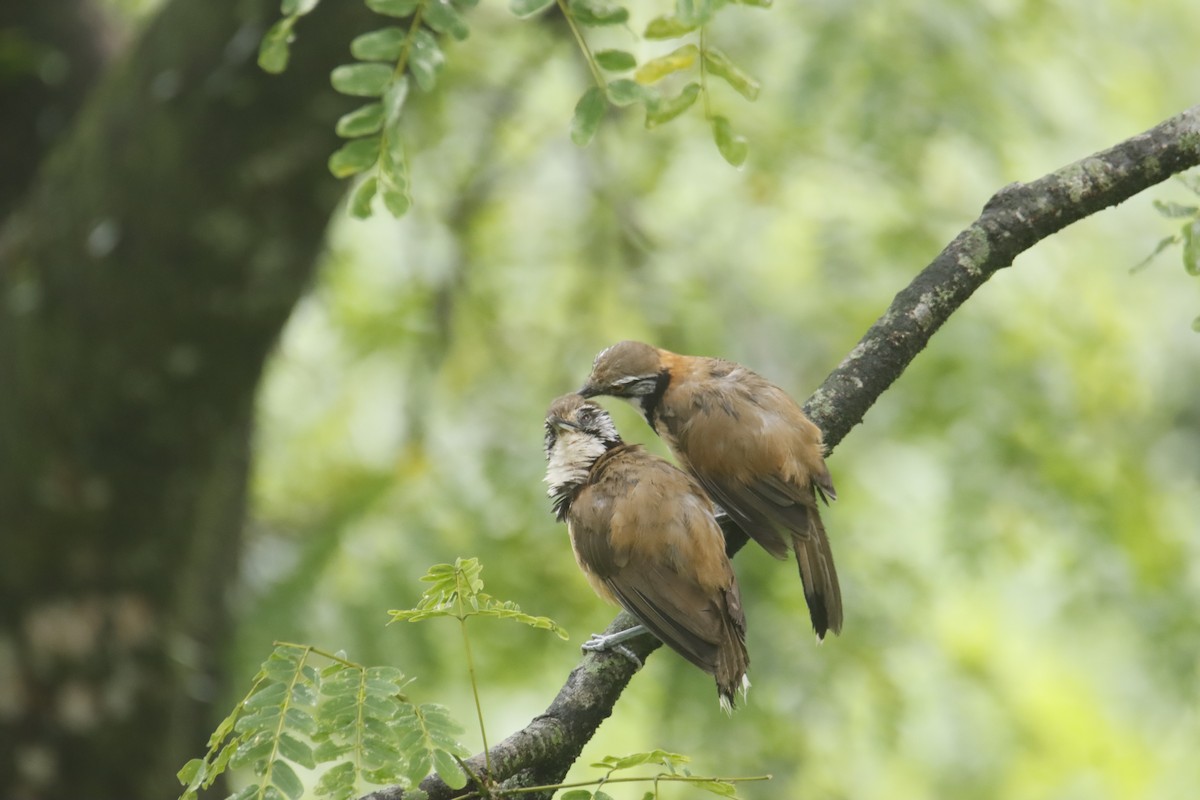 Greater Necklaced Laughingthrush - ML621876732