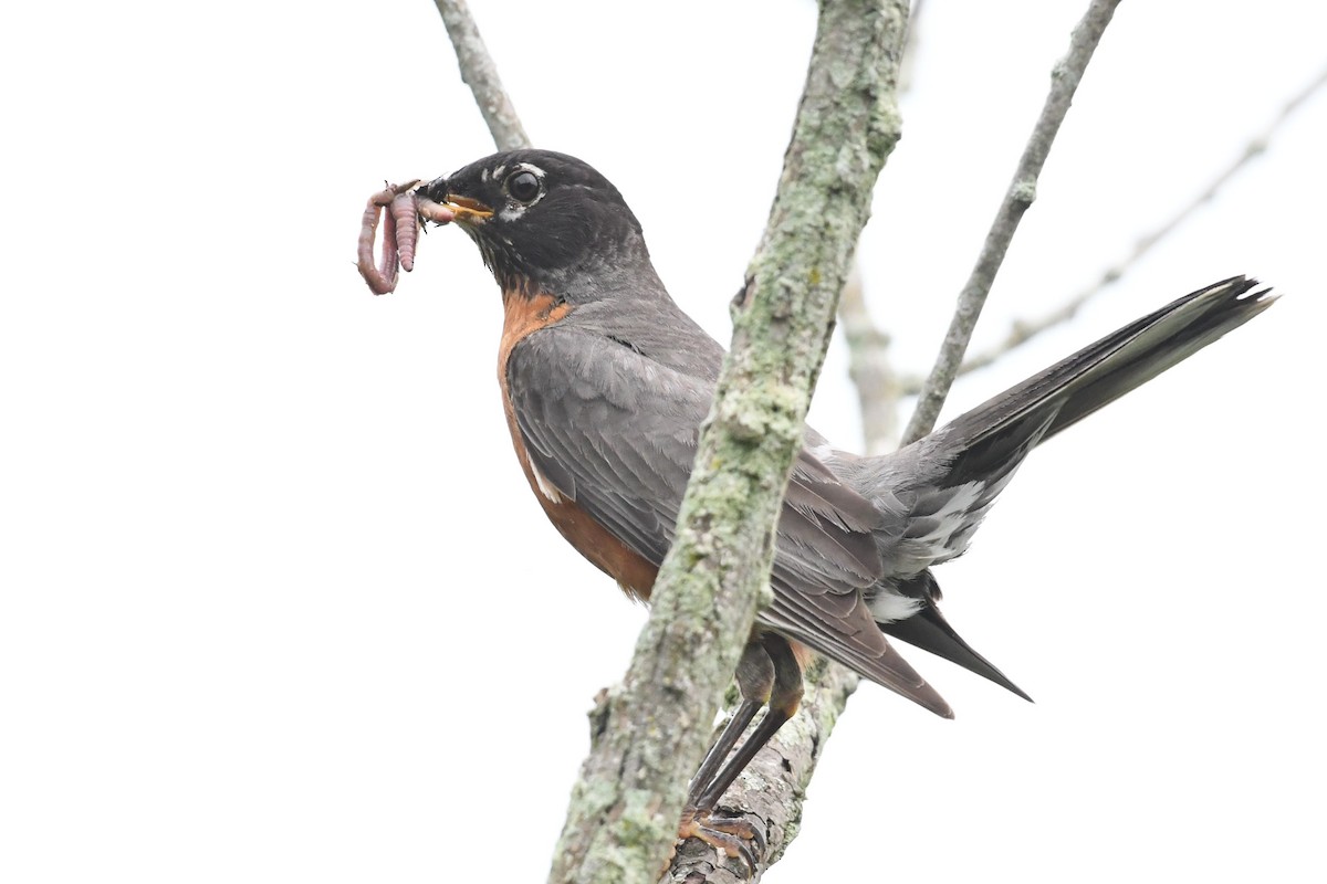 American Robin - ML621876741