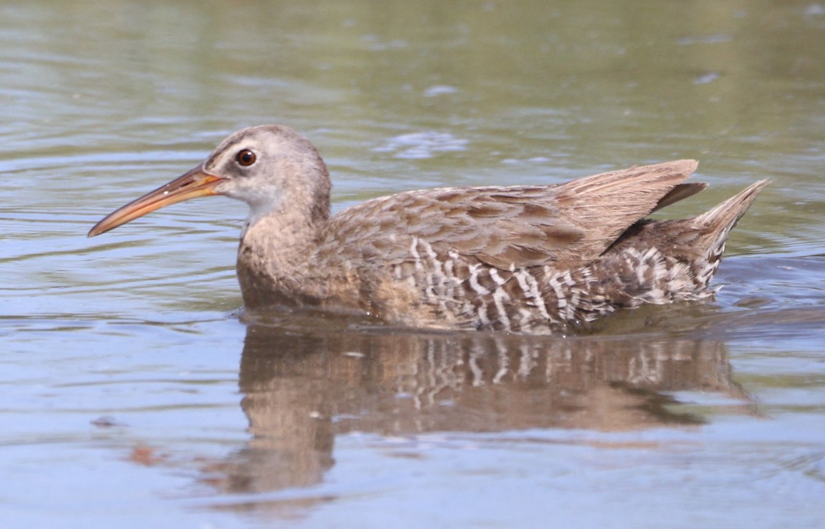 Ml621876770 clapper rail macaulay library