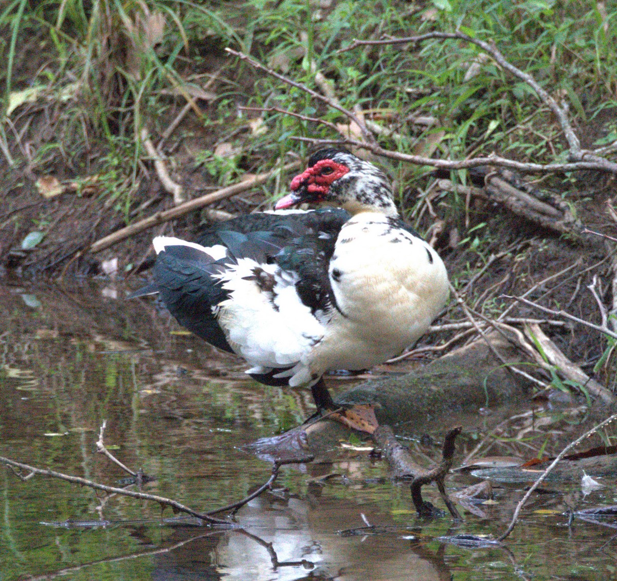 Muscovy Duck (Domestic type) - ML621876775