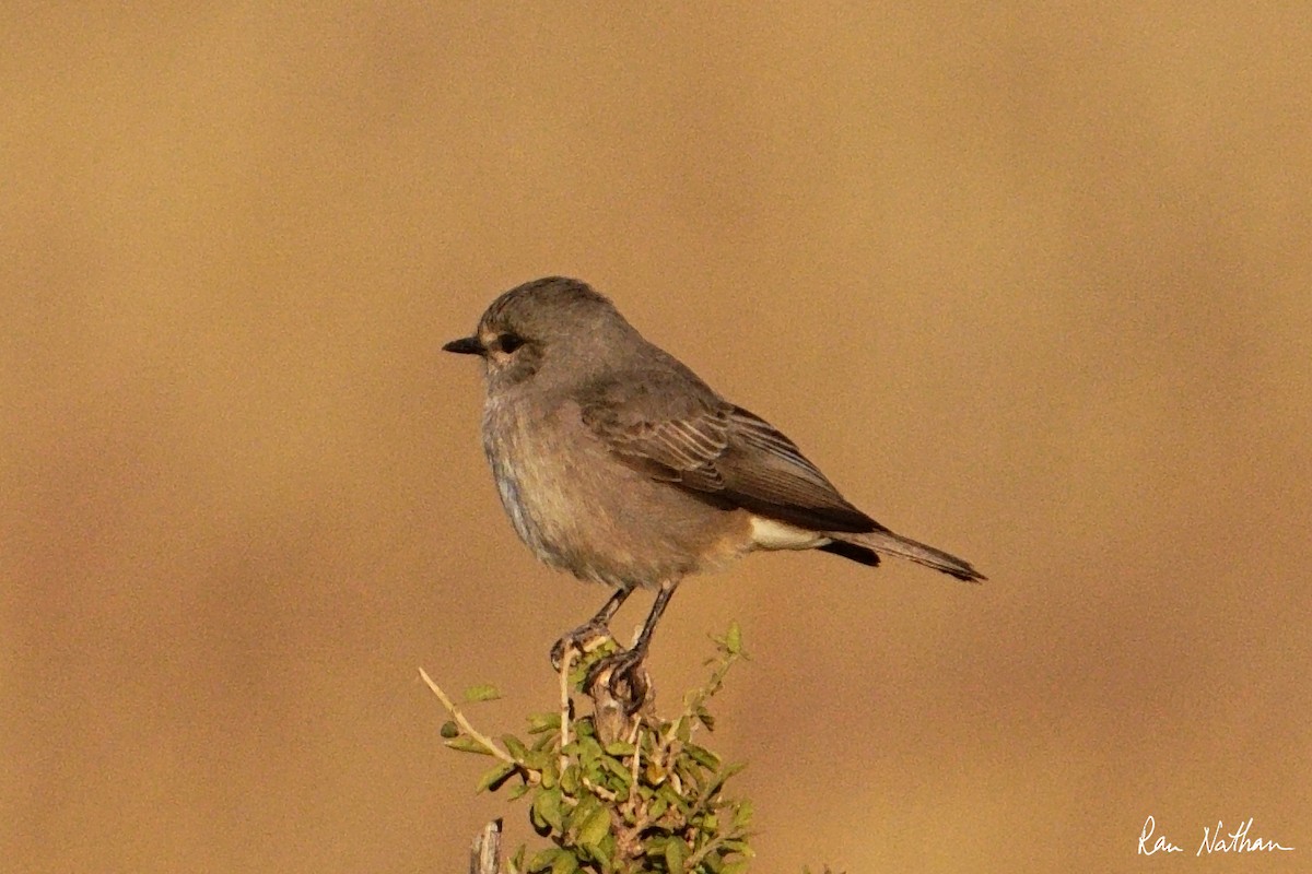 African Gray Flycatcher - ML621876796