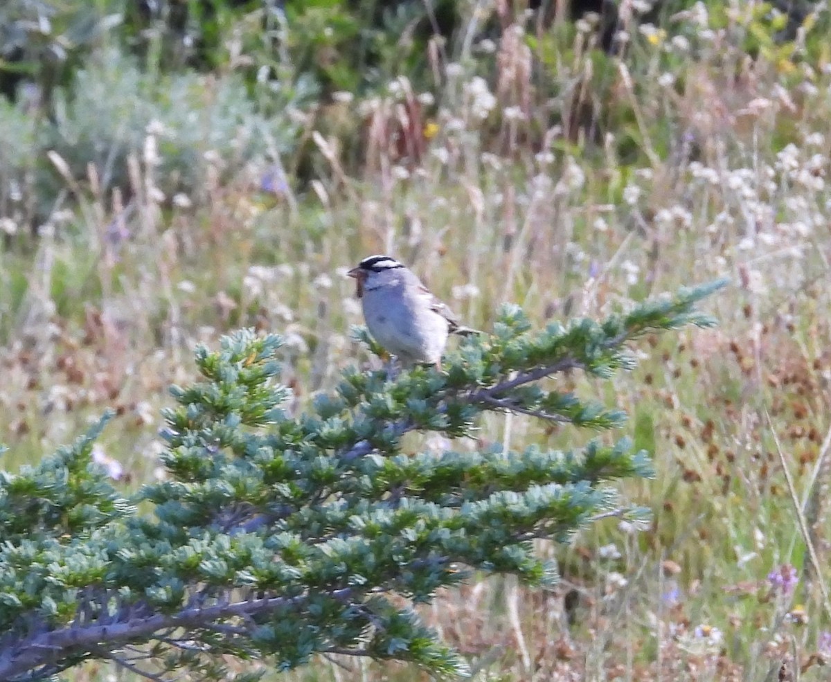 White-crowned Sparrow - ML621876808