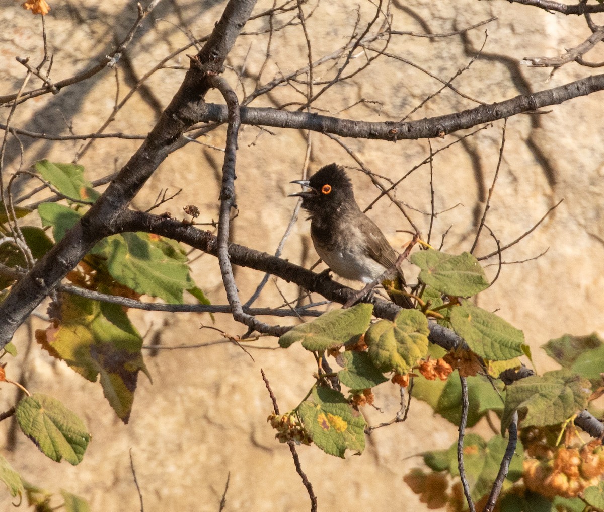 Black-fronted Bulbul - ML621876811