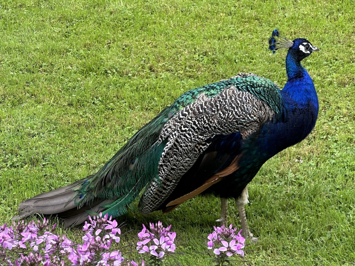 Indian Peafowl (Domestic type) - ML621876813