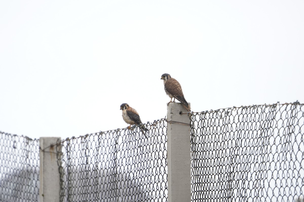 American Kestrel - ML621876814