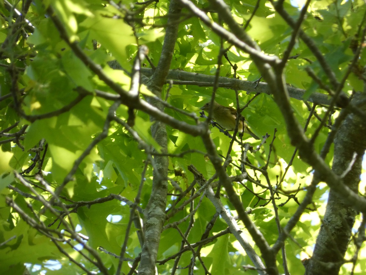 Piranga écarlate - ML621876830