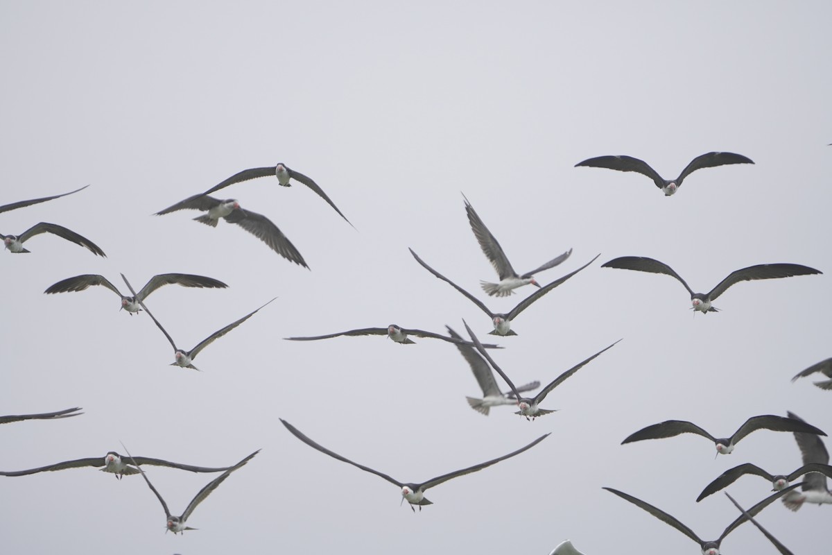 Black Skimmer - ML621876840