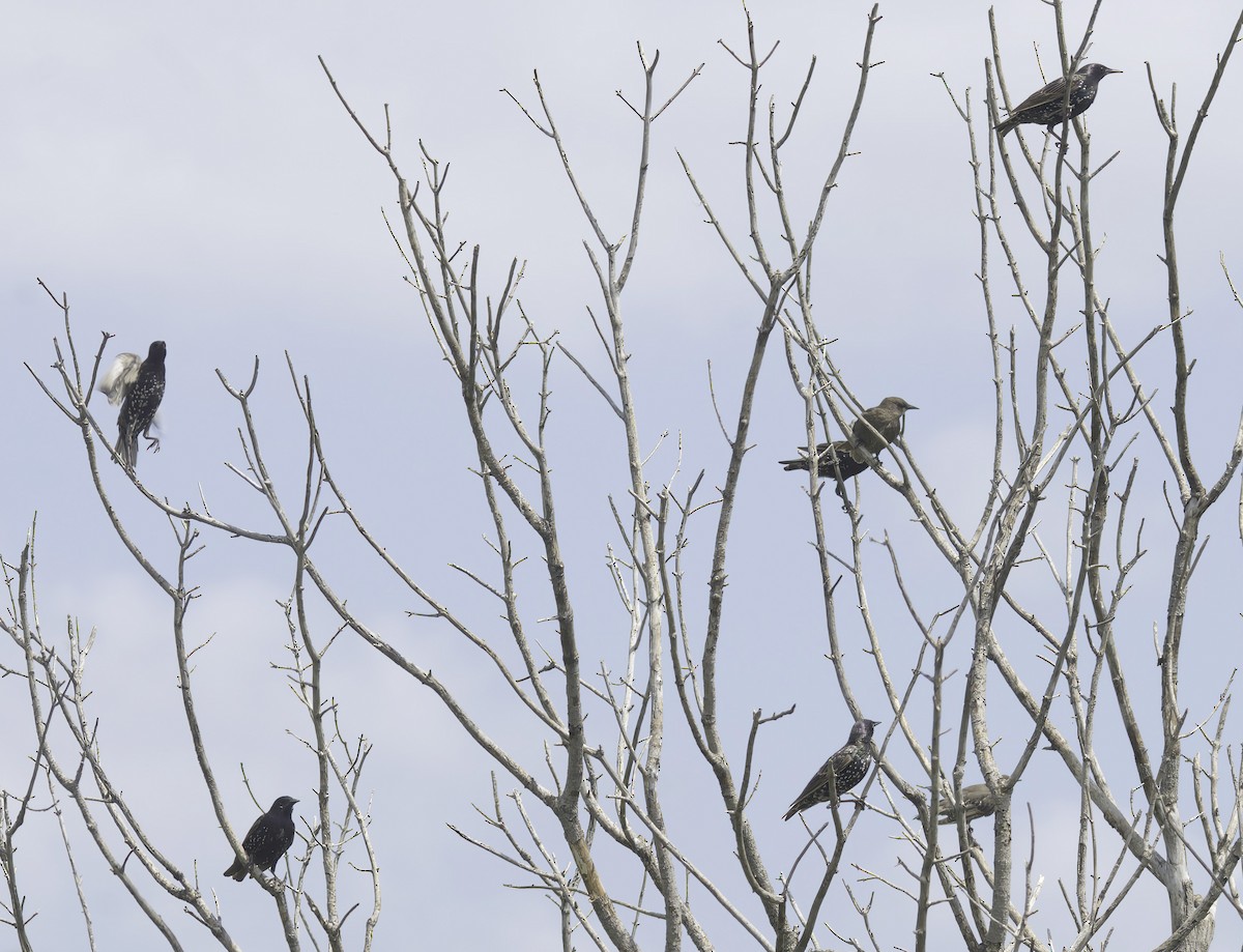 European Starling - ML621876864