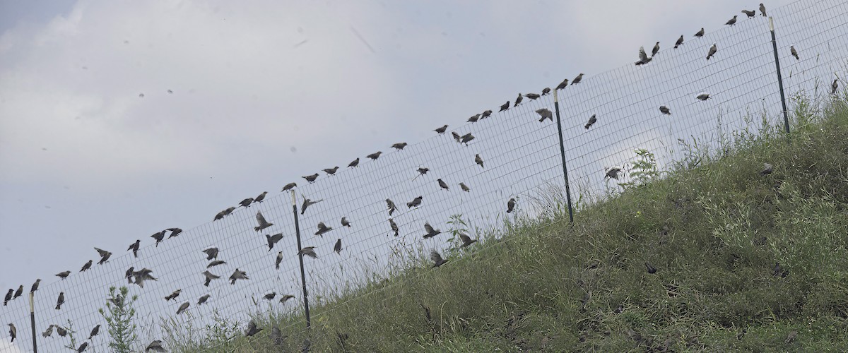 European Starling - ML621876867