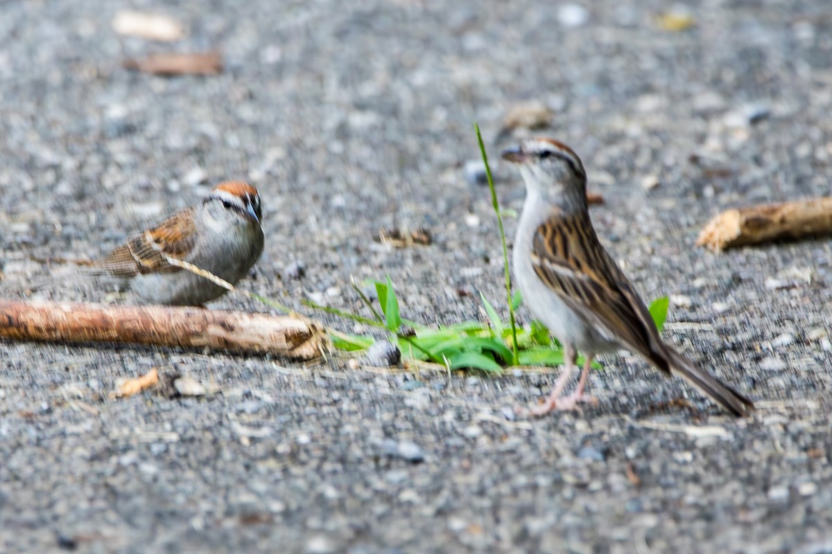Chipping Sparrow - ML621876868