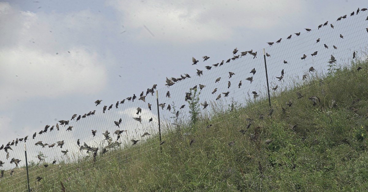 European Starling - ML621876870