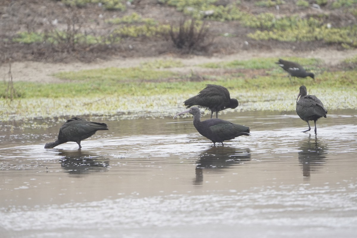 ibis andský - ML621876871