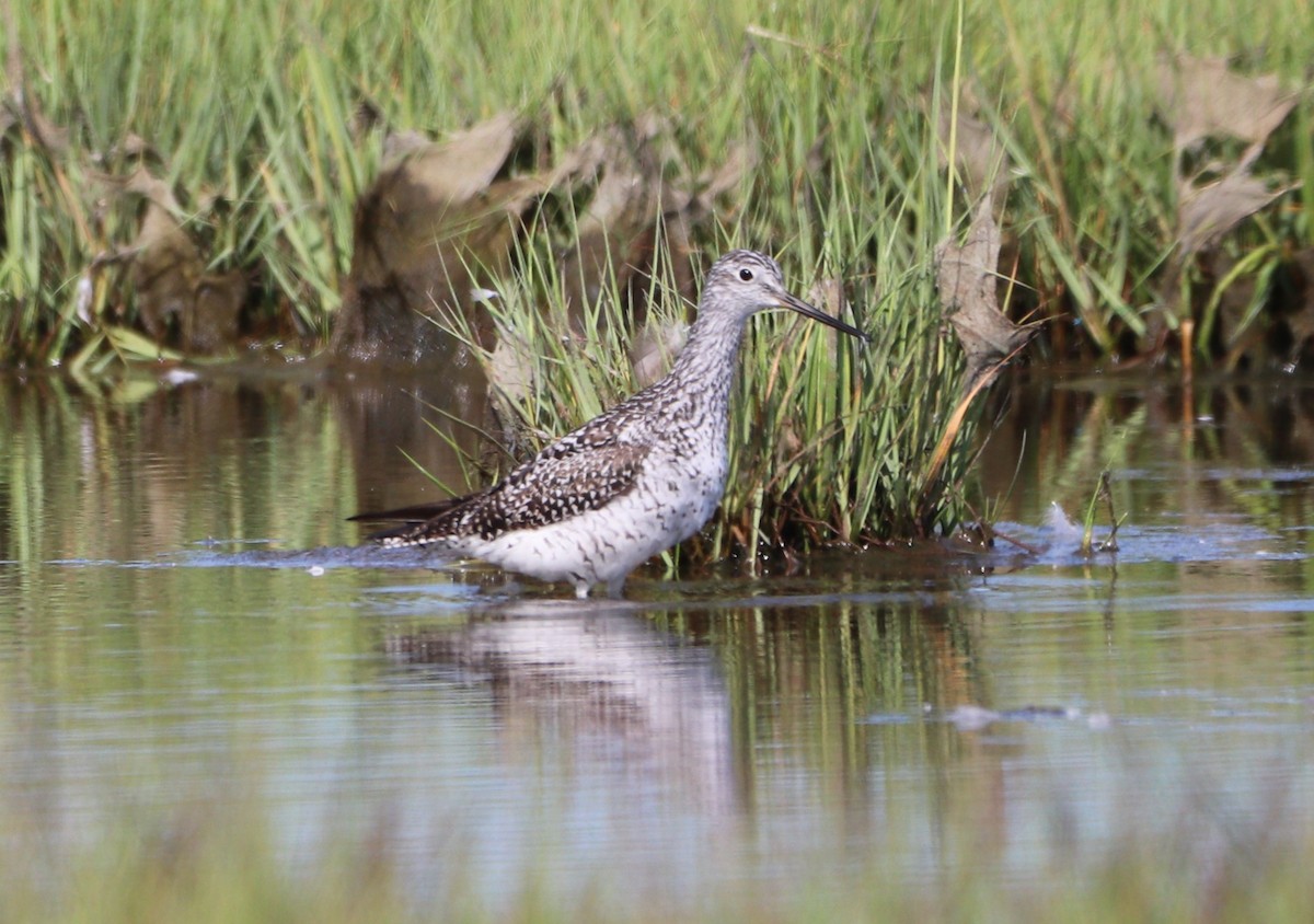 Greater Yellowlegs - ML621876873