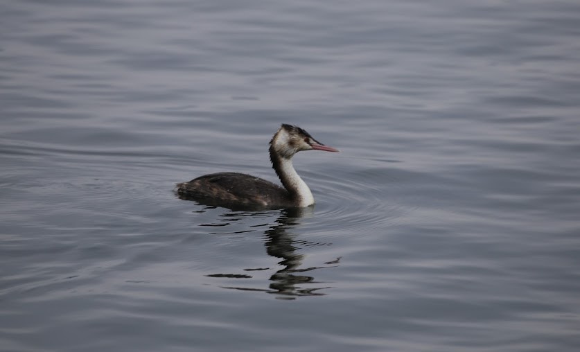 Great Crested Grebe - ML621876881