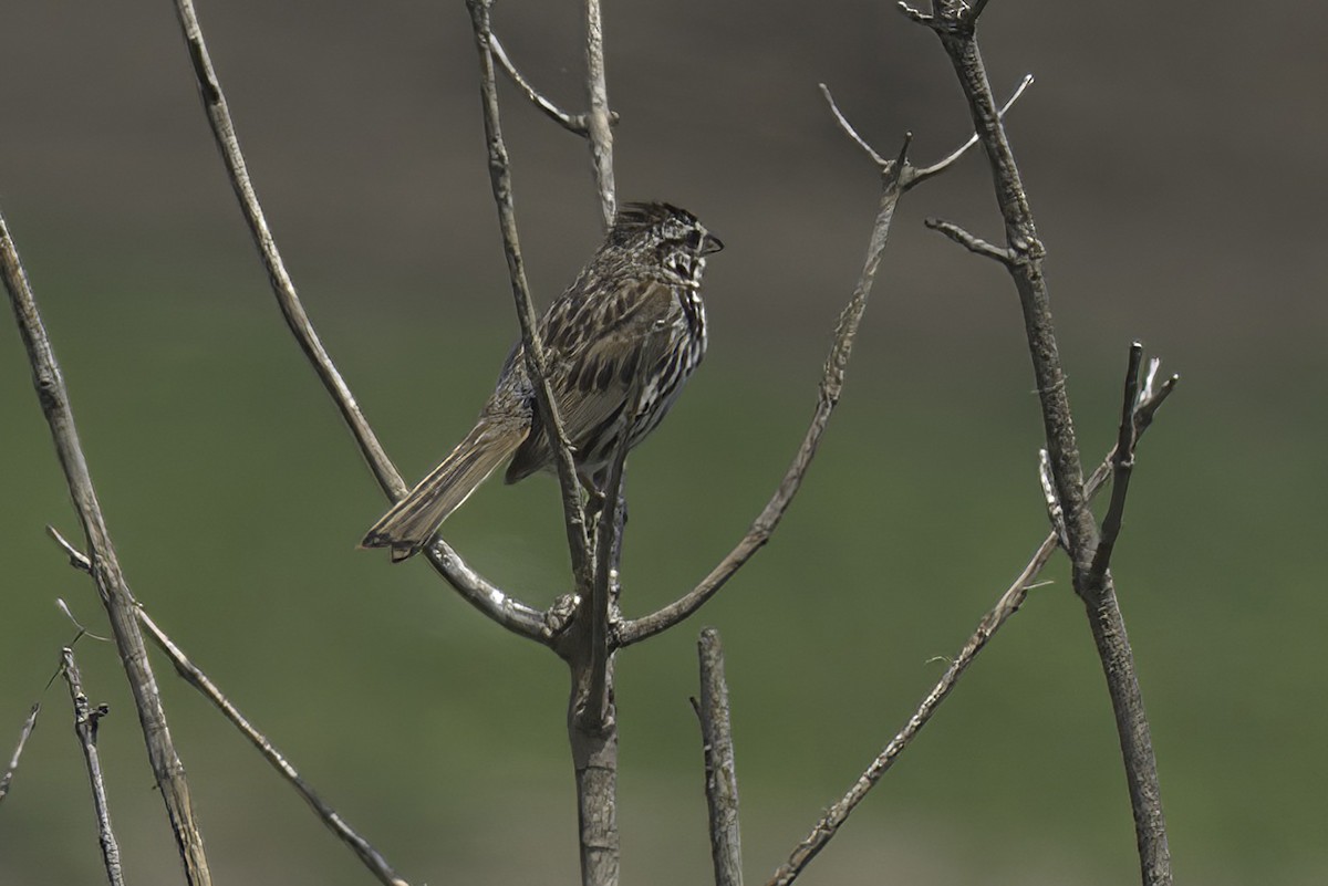 Song Sparrow - ML621876887