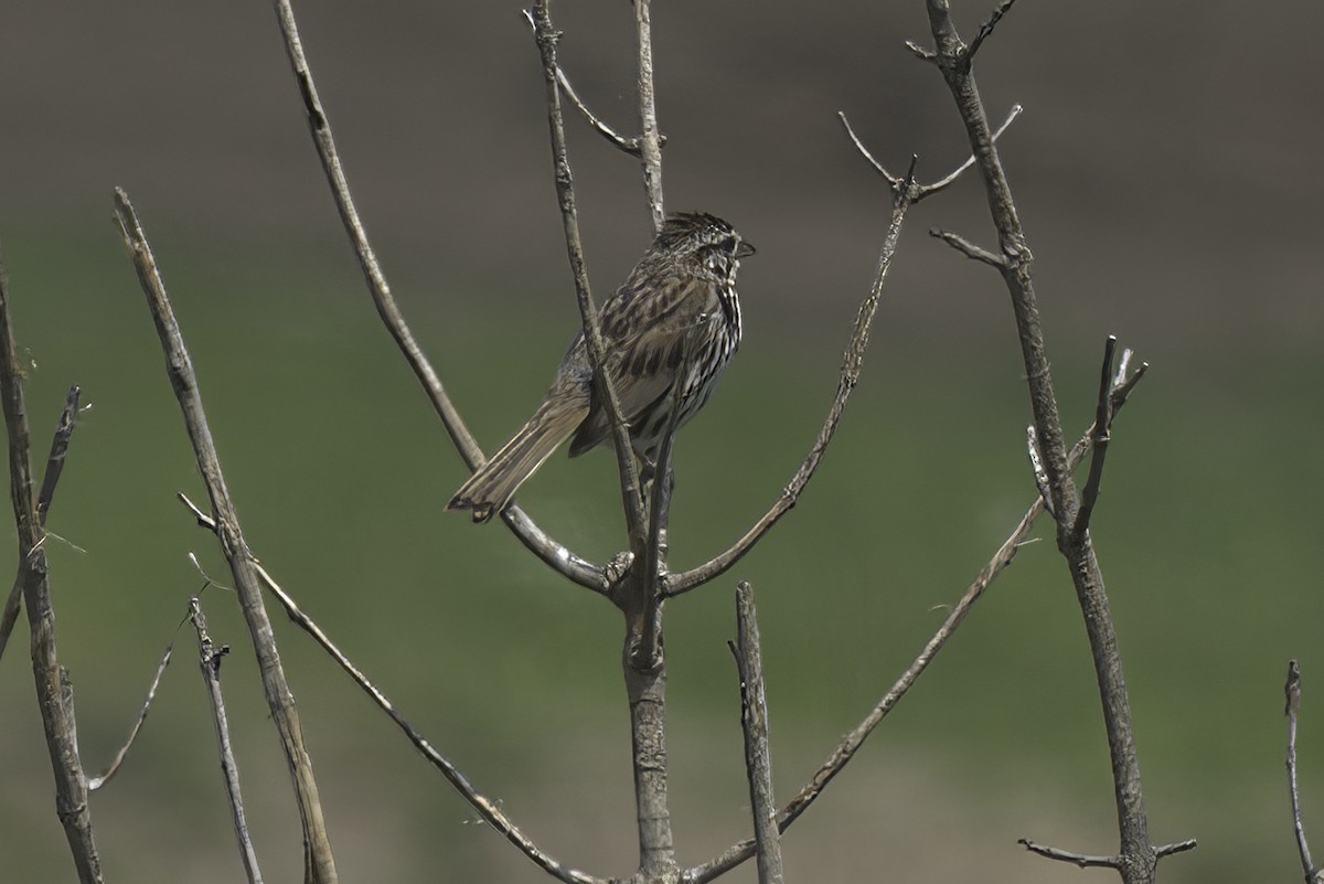 Song Sparrow - ML621876888