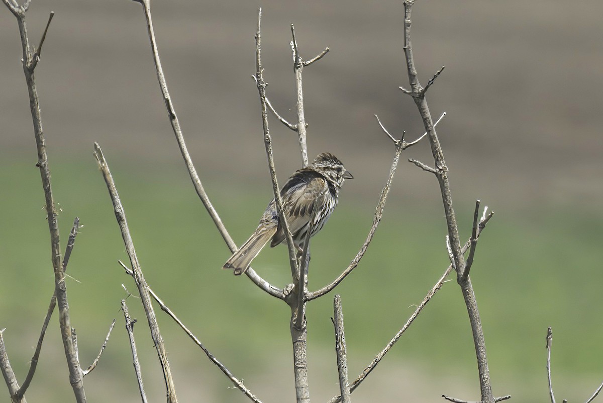 Song Sparrow - ML621876889