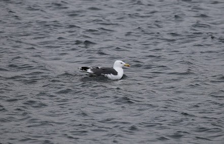 Gaviota Sombría - ML621876893