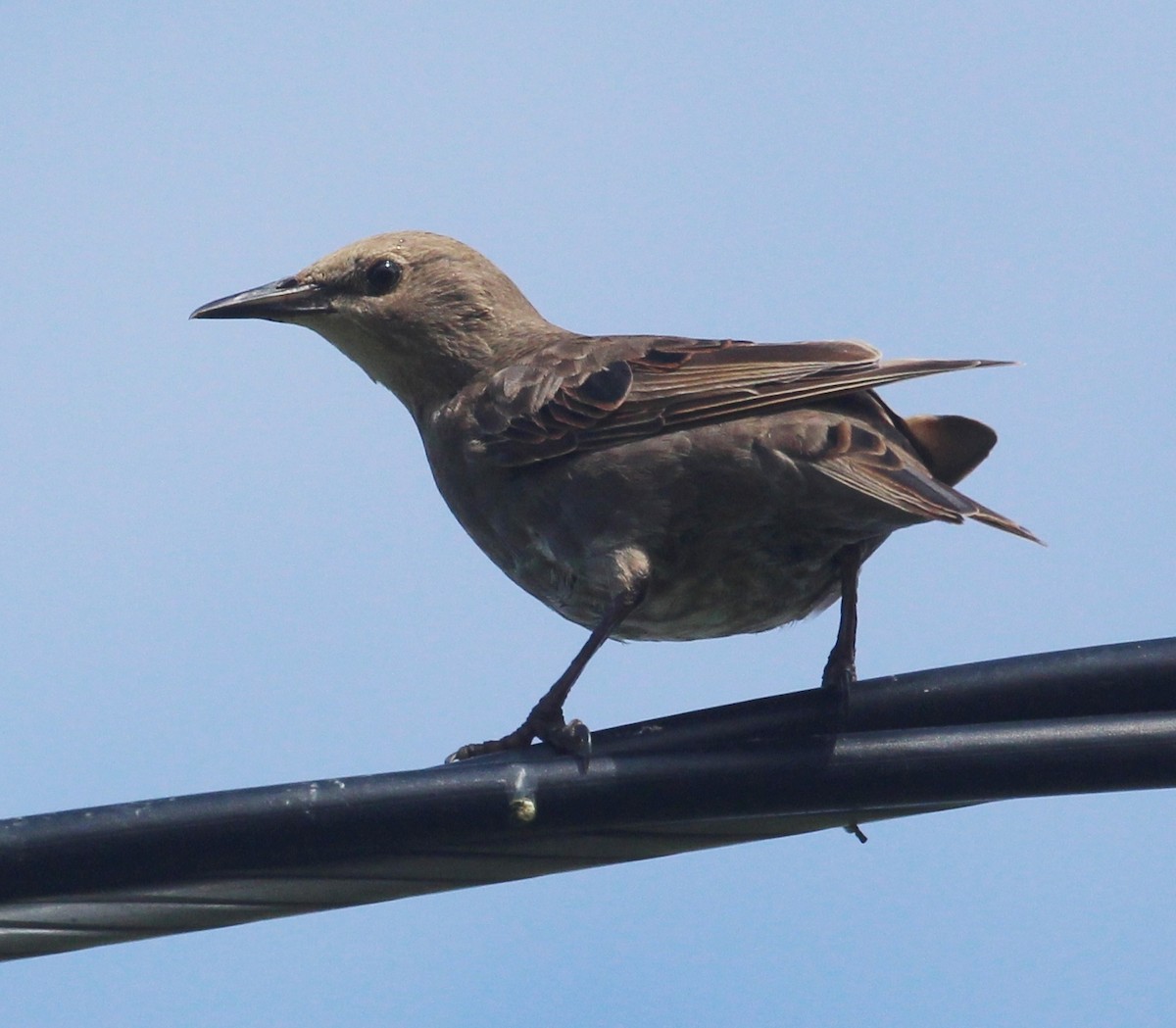 European Starling - Hélène Crête