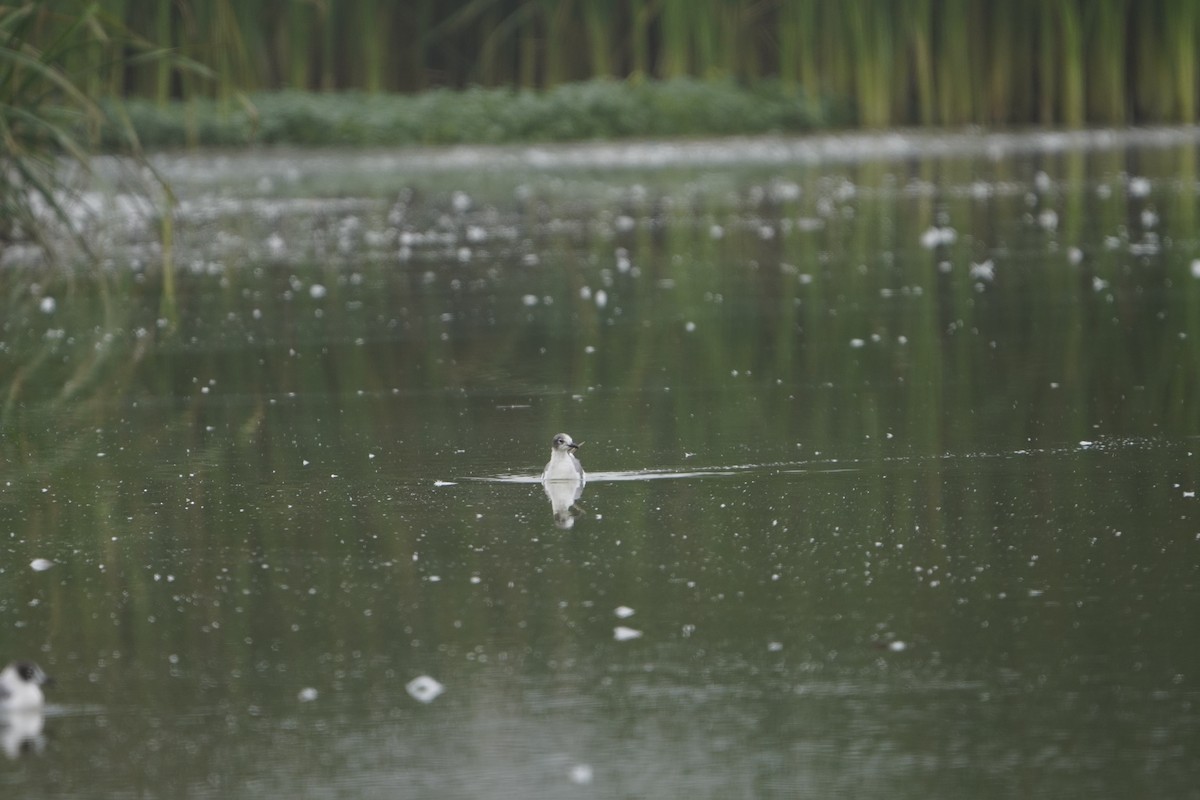 Franklin's Gull - ML621876906