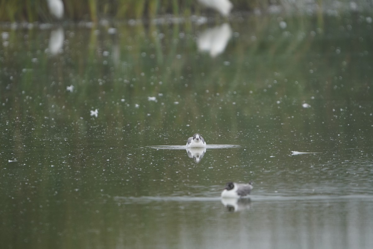 Franklin's Gull - ML621876907