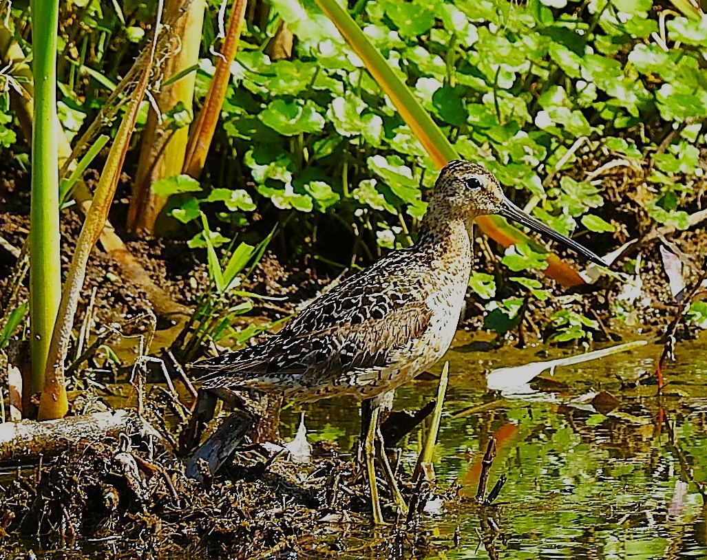 Long-billed Dowitcher - ML621876922