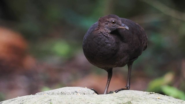 Cinereous Tinamou - ML621876924