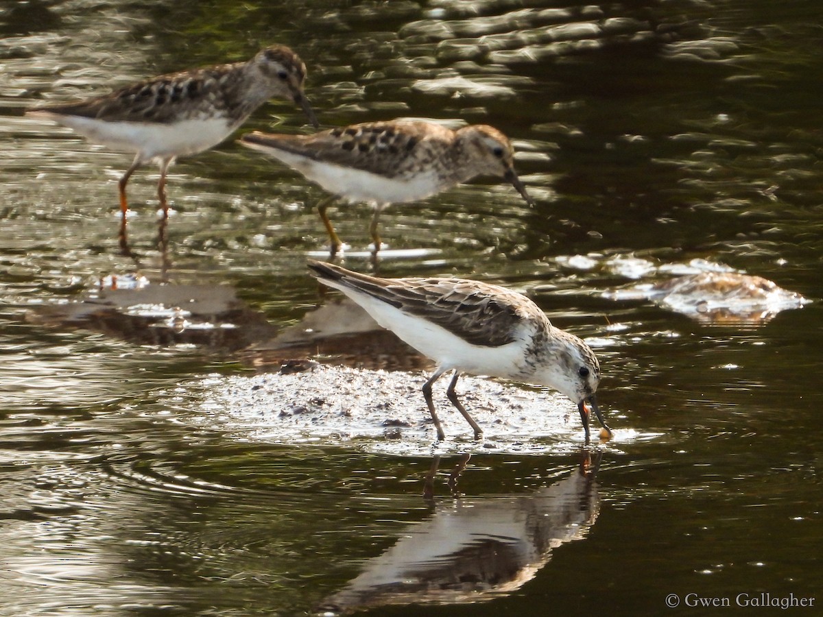 Semipalmated Sandpiper - Gwen Gallagher