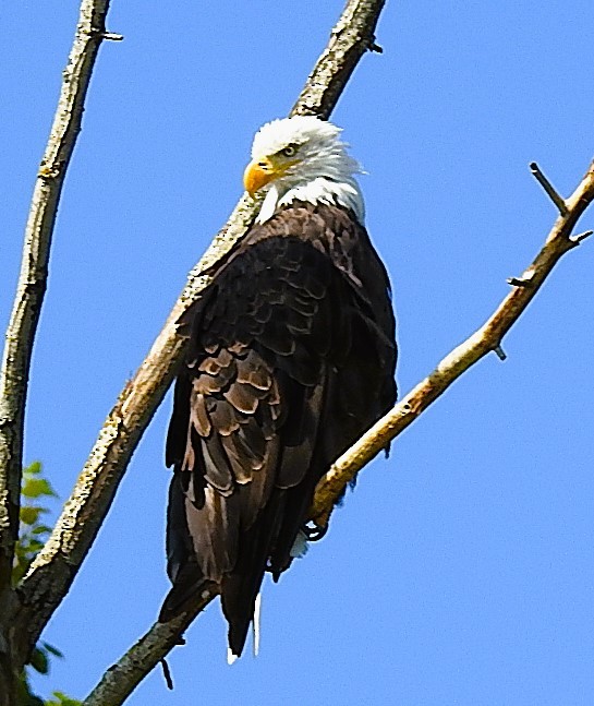 Weißkopf-Seeadler - ML621876940