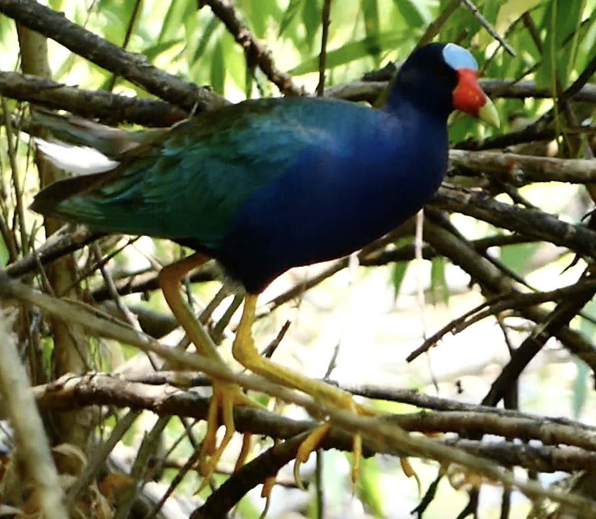 Purple Gallinule - ML621876956