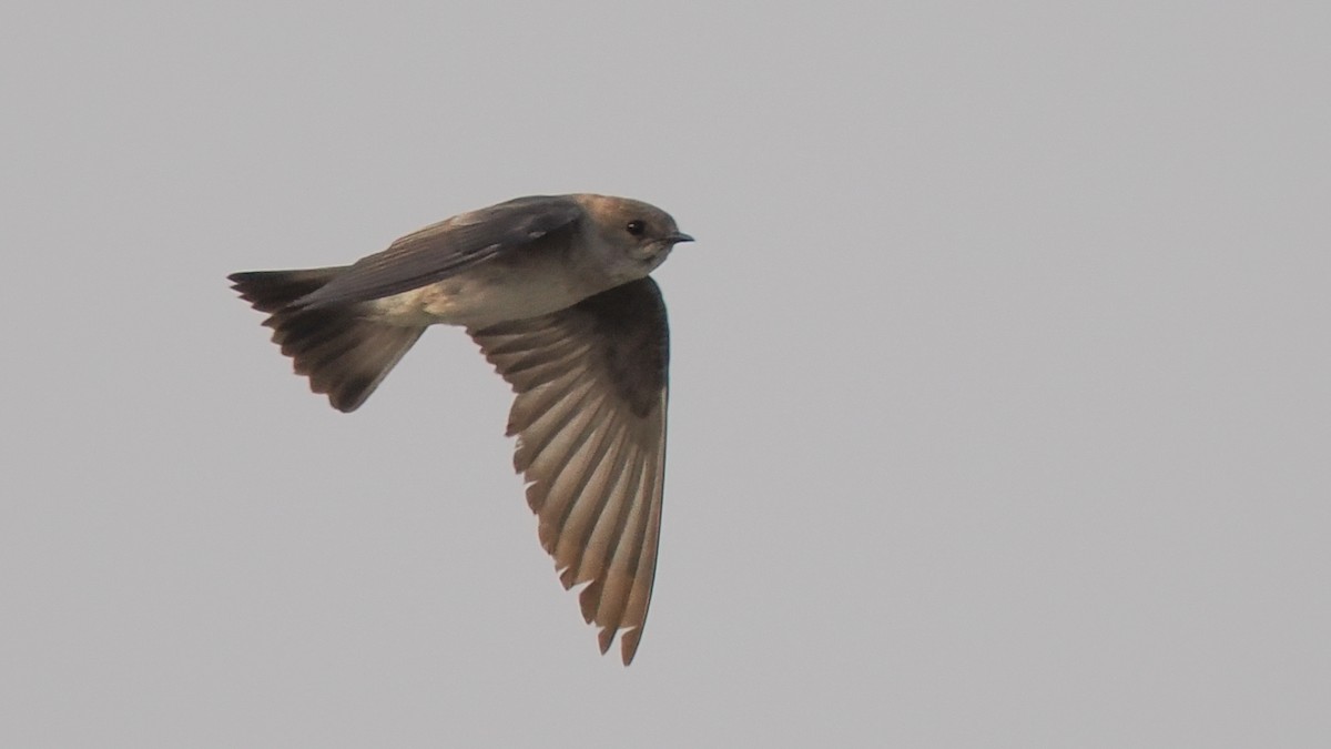 Golondrina Aserrada - ML621876963