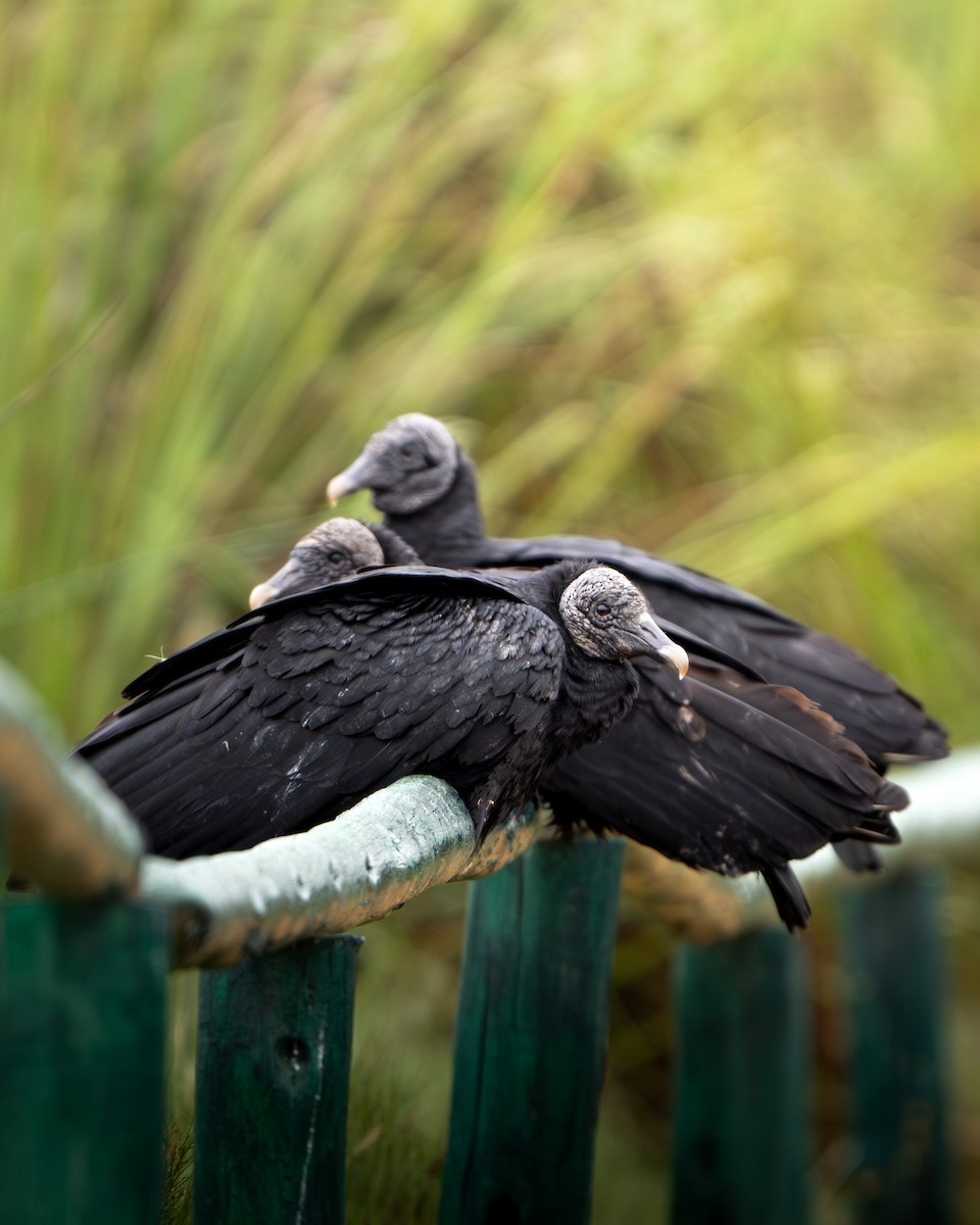 Black Vulture - ML621876975