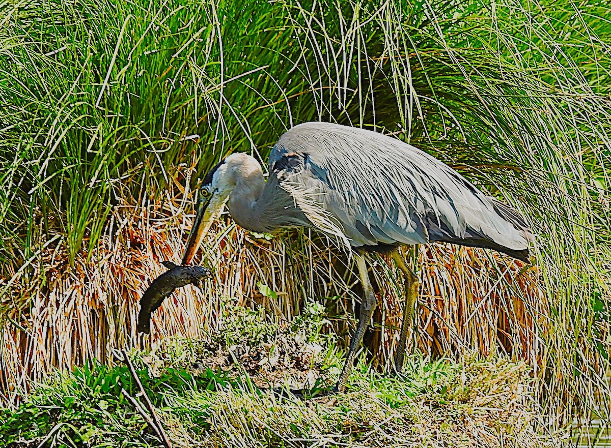 Great Blue Heron - ML621876994