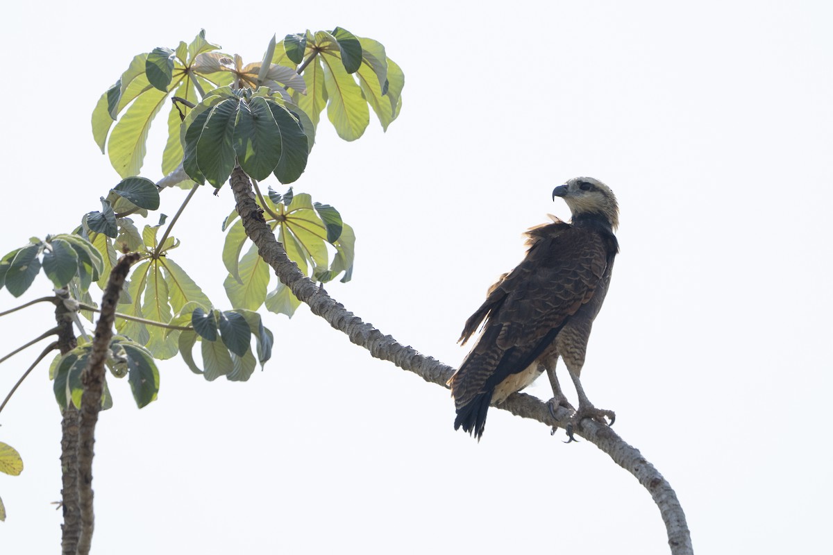 Black-collared Hawk - ML621877006