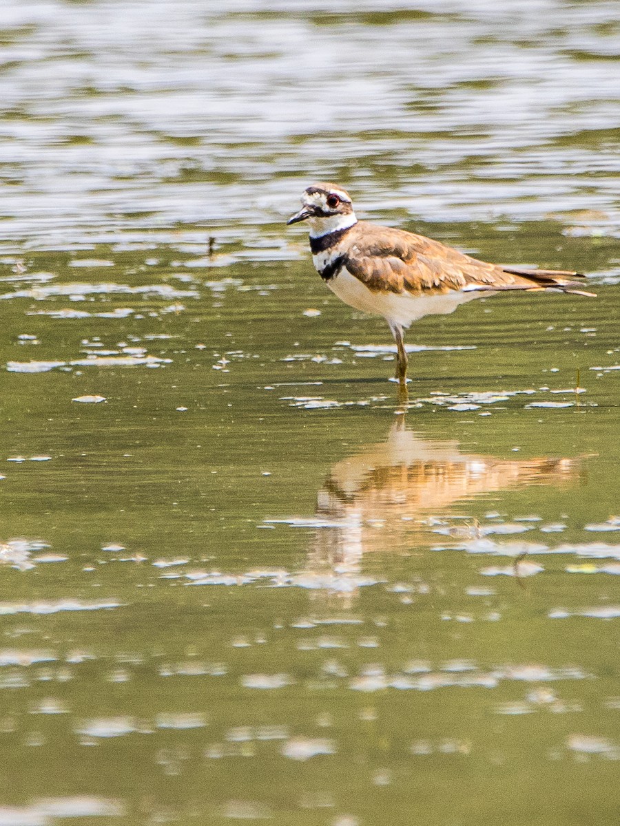Killdeer - ML621877016