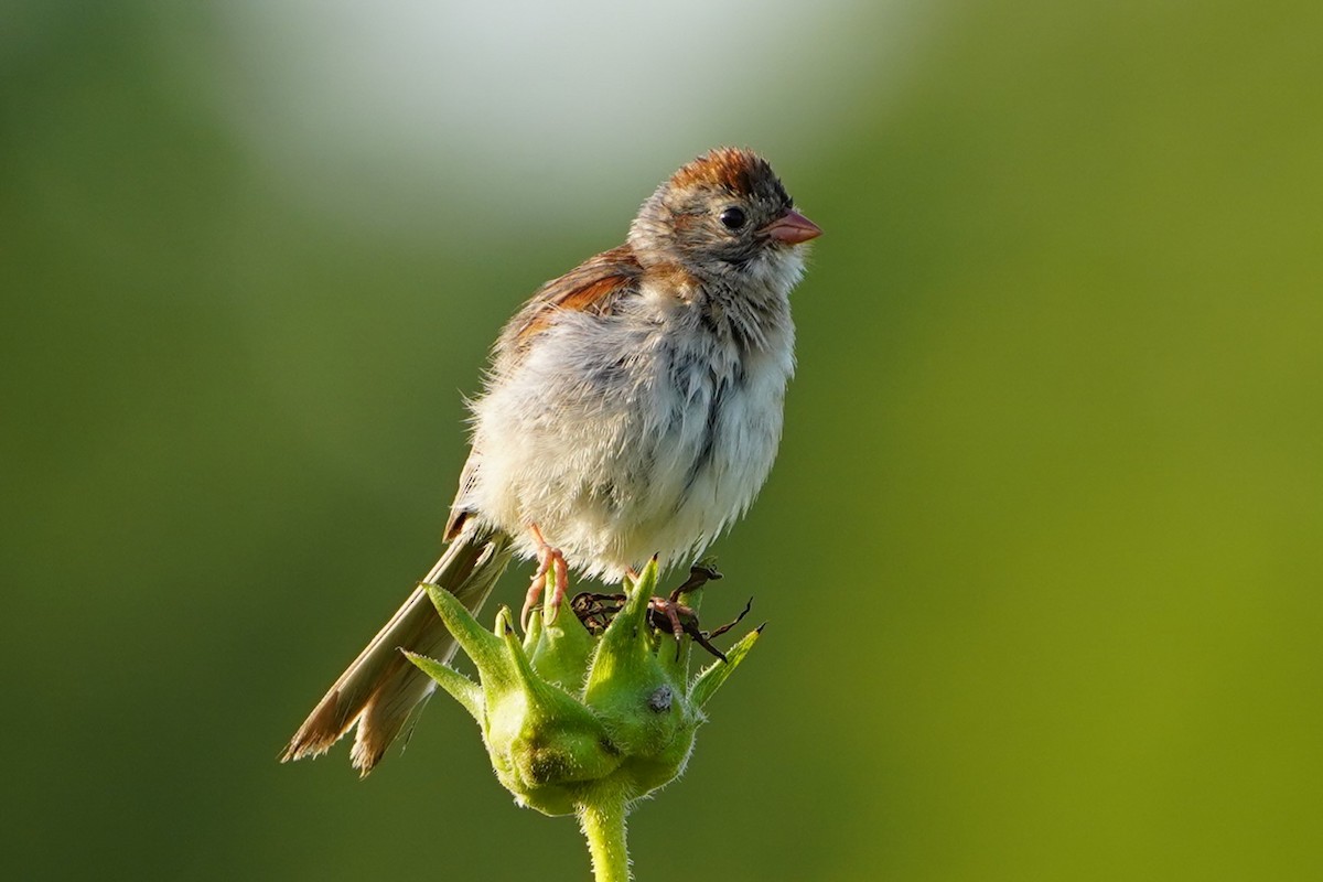 Field Sparrow - ML621877082