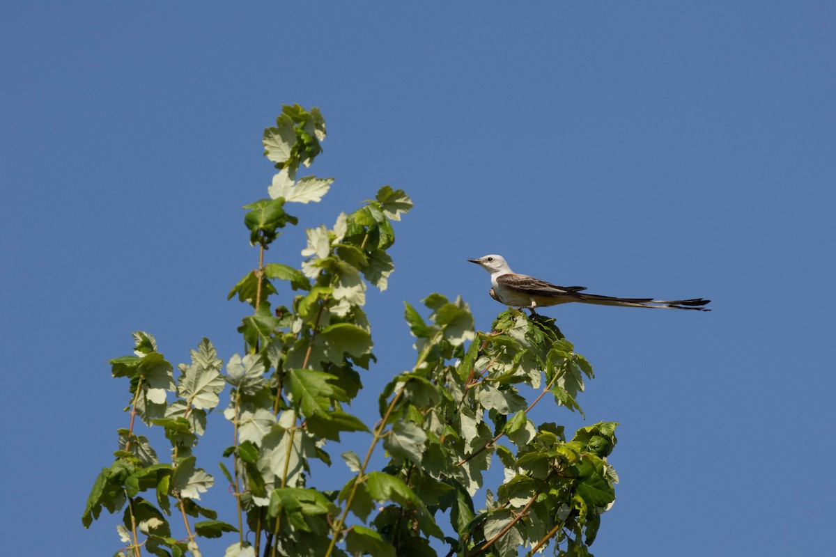 Scissor-tailed Flycatcher - ML621877097