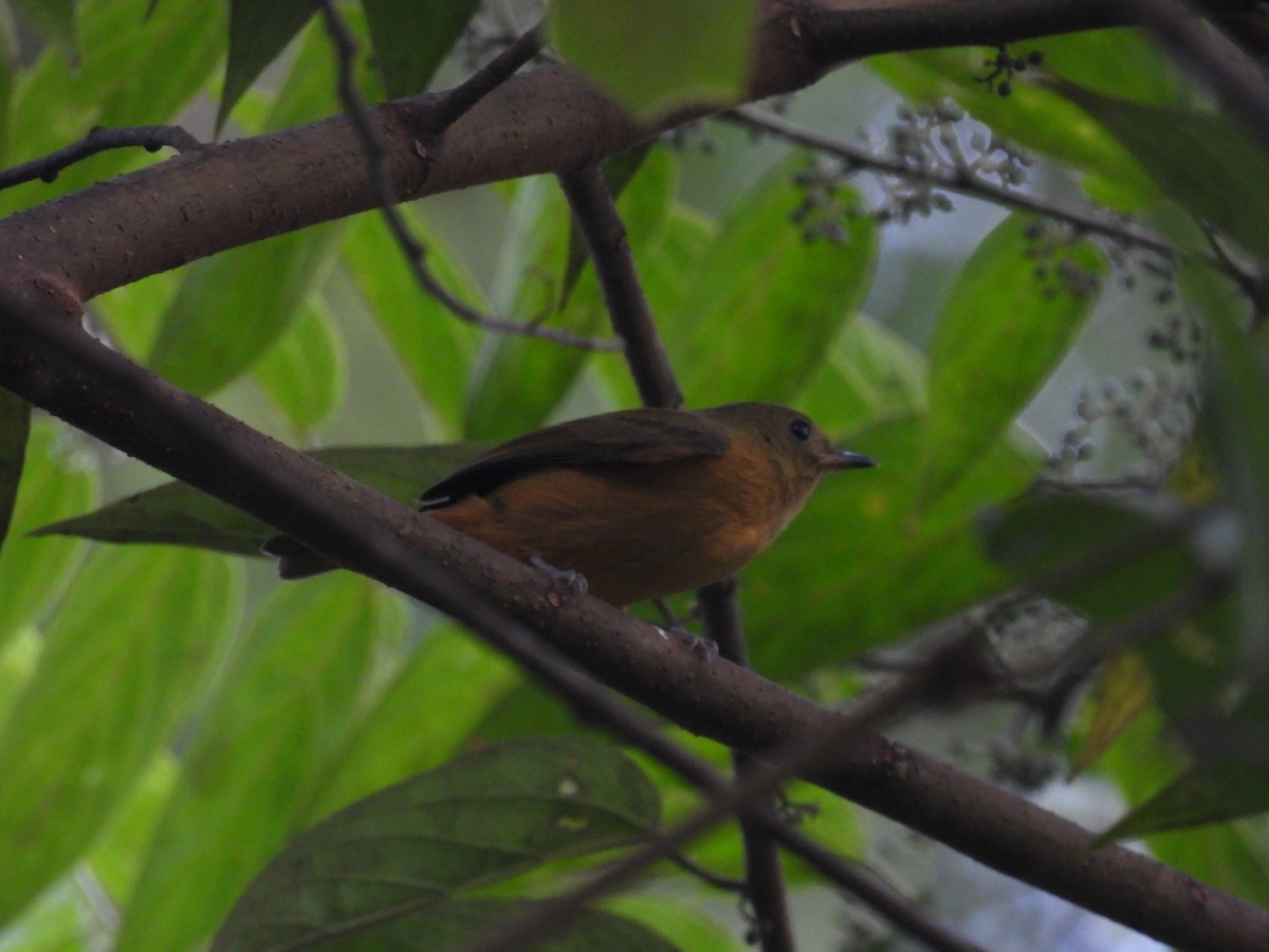 Ruddy-tailed Flycatcher - ML621877112